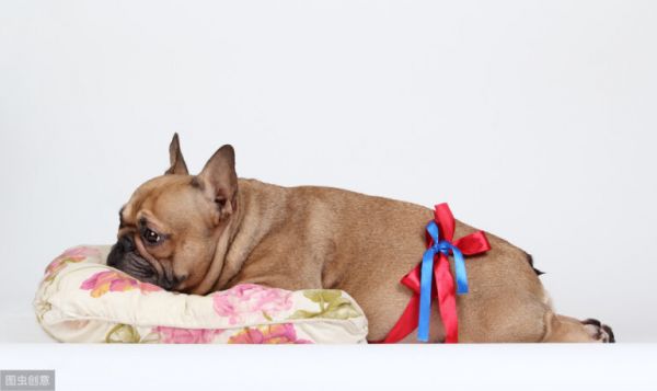 春夏秋冬哪個季節(jié)更適合狗狗生小狗，寵物醫(yī)生認為這個季節(jié)最合適 