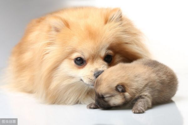 春夏秋冬哪個季節(jié)更適合狗狗生小狗，寵物醫(yī)生認為這個季節(jié)最合適 