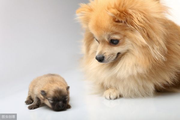 春夏秋冬哪個季節(jié)更適合狗狗生小狗，寵物醫(yī)生認為這個季節(jié)最合適 