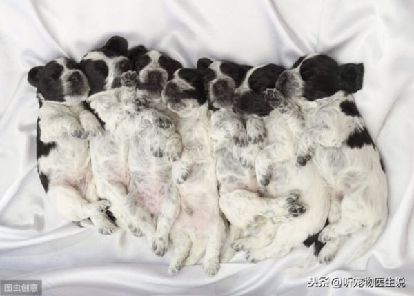 春夏秋冬哪個季節(jié)更適合狗狗生小狗，寵物醫(yī)生認為這個季節(jié)最合適 