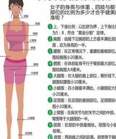 模特三圍標準（模特三圍標準指數(shù)）