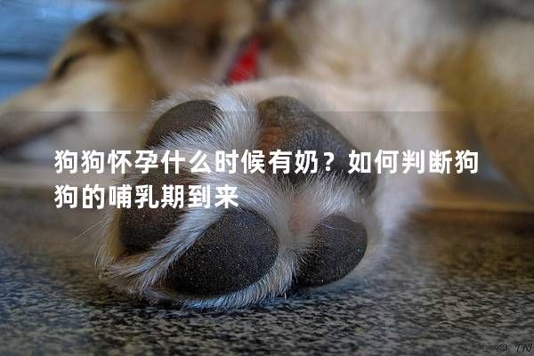 狗狗懷孕什么時(shí)候有奶？如何判斷狗狗的哺乳期到來(lái)