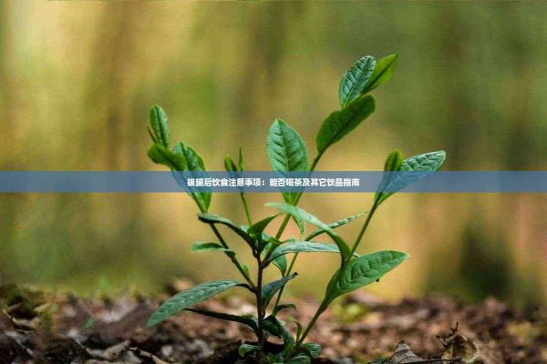 拔罐后飲食注意事項：能否喝茶及其它飲品指南