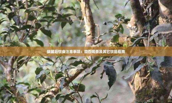拔罐后飲食注意事項：能否喝茶及其它飲品指南