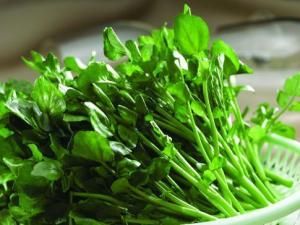 豆腐菜