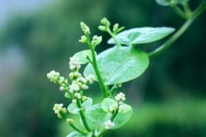 豆腐菜
