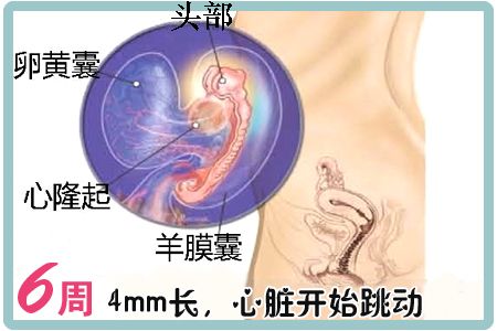 懷孕第6周胎兒圖