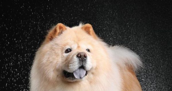 如何讓你的寵物柴犬健康增重（以營養(yǎng)均衡的飲食為基礎(chǔ)）