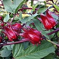 美容養(yǎng)肝洛神花酒的做法圖解1