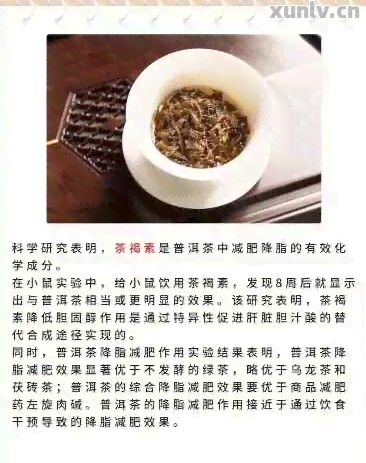 普洱茶瘦身貼的效果與科學依據(jù)：探索自然療法的減肥秘密
