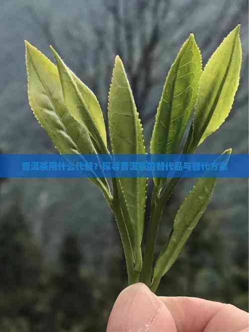 普洱茶用什么代替？探尋普洱茶的替代品與替代方案