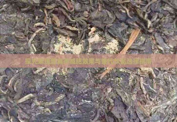 探究玫瑰普洱茶減肥效果與替代飲品選擇指南
