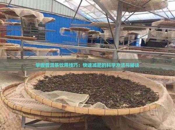 掌握普洱茶饮用技巧：快速减肥的科学方法与秘诀