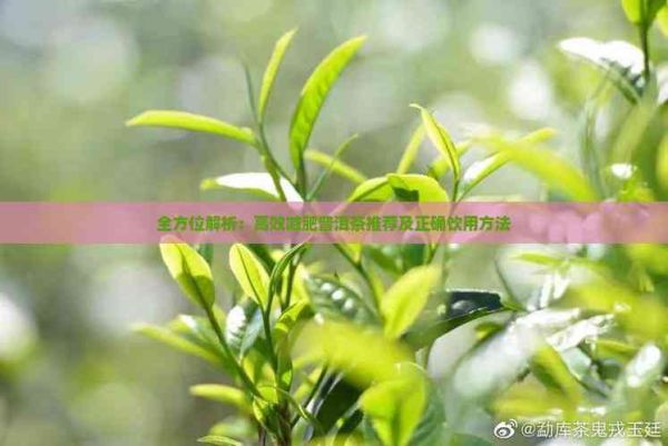 全方位解析：高效減肥普洱茶推薦及正確飲用方法