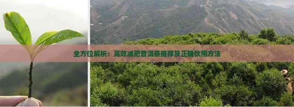 全方位解析：高效減肥普洱茶推薦及正確飲用方法