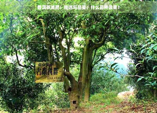 普洱茶減肥：挑選與品鑒，什么品種效果？