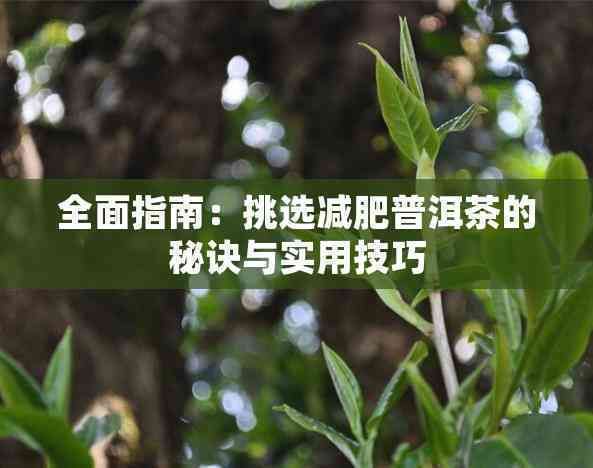 全面指南：挑選減肥普洱茶的秘訣與實用技巧