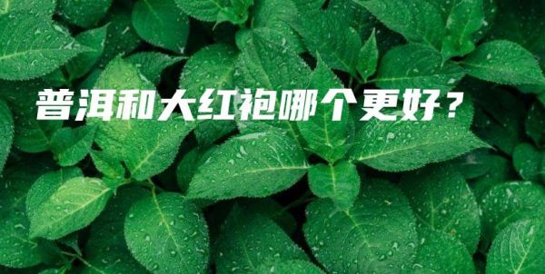 普洱和大紅袍哪個(gè)更好？插圖