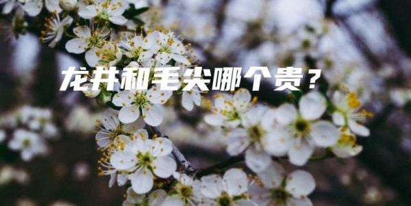 龍井和毛尖哪個貴？插圖