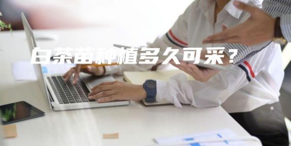白茶苗種植多久可采？插圖