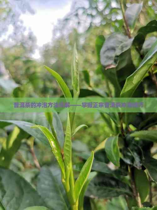 普洱茶的沖泡方法詳解——掌握正宗普洱茶沖泡技巧