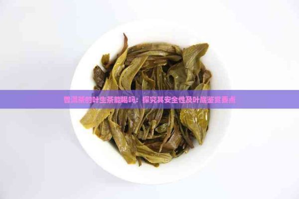 普洱茶的葉生茶能喝嗎：探究其安全性及葉底鑒賞要點(diǎn)