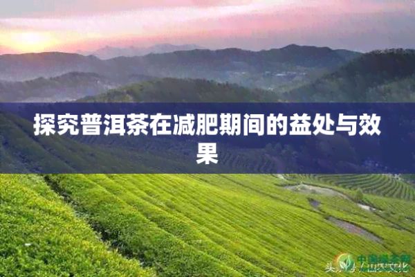 探究普洱茶在减肥期间的益处与效果