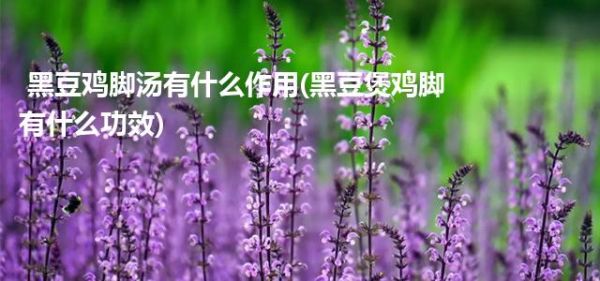  黑豆鸡脚汤有什么作用(黑豆煲鸡脚有什么功效)