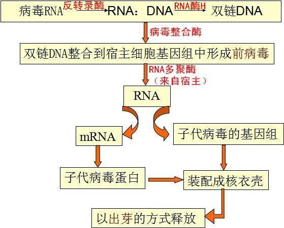 替諾福韋酯，乙肝一線(xiàn)治療藥，避免和其他損害腎功藥物同服