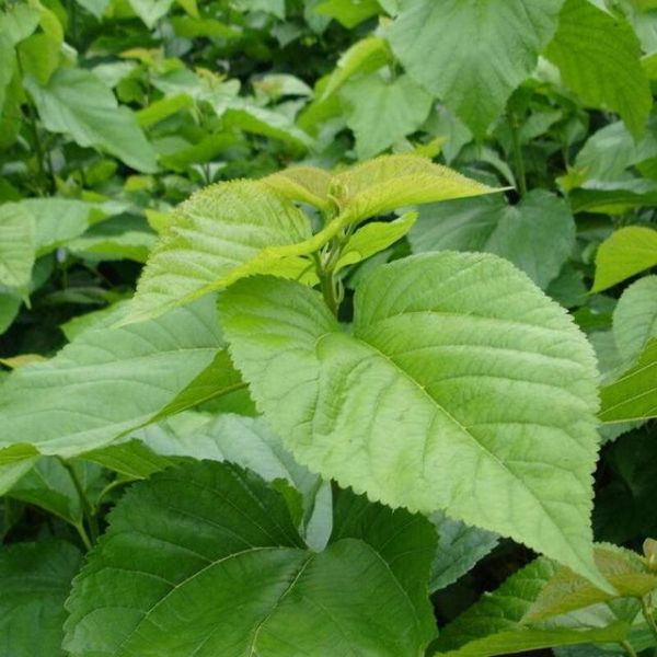 桑葉的功效，大健康產(chǎn)業(yè)的新星