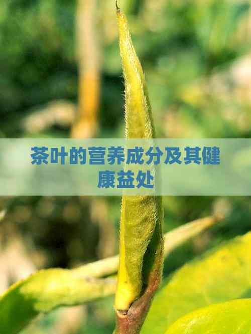 茶叶的营养成分及其健康益处