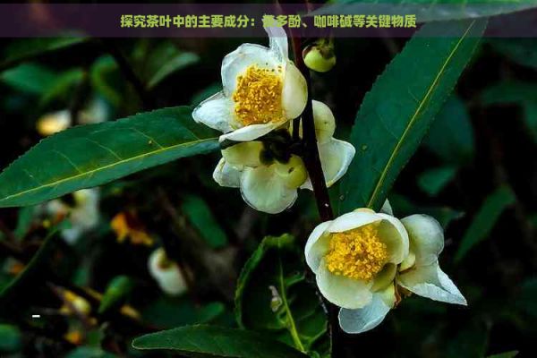 探究茶叶中的主要成分:茶多酚、咖啡碱等关键物质