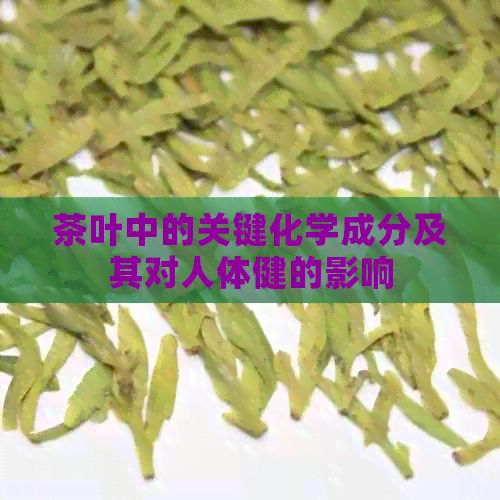 茶葉中的關(guān)鍵化學(xué)成分及其對人體健的影響