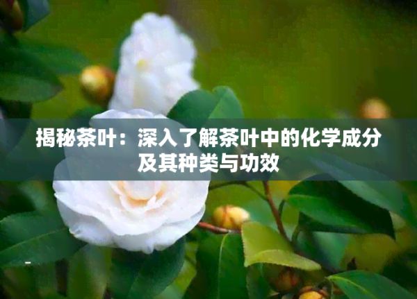 揭秘茶叶：深入了解茶叶中的化学成分及其种类与功效
