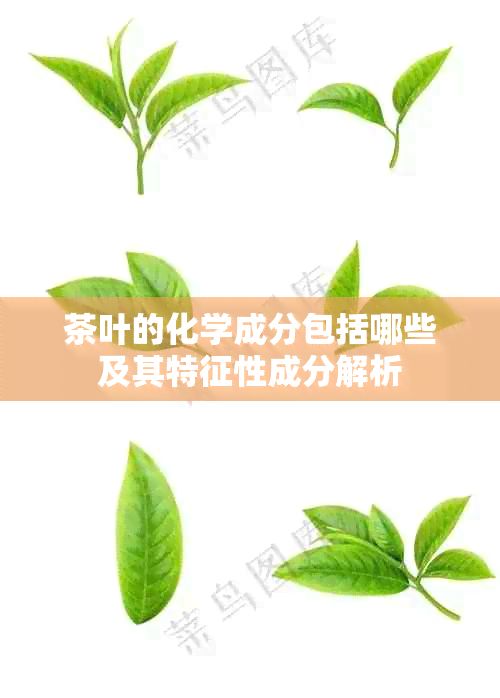茶叶的化学成分包括哪些及其特征性成分解析