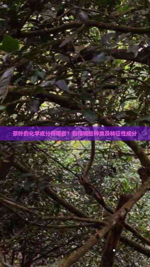 茶叶的化学成分有哪些？包括哪些种类及特征性成分