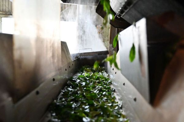 潤茶是什么意思：探究這種茶的背后故事