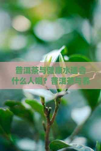 普洱茶與健康水適合什么人喝？普洱茶與養(yǎng)生