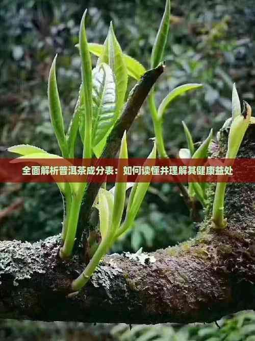 全面解析普洱茶成分表：如何讀懂并理解其健康益處