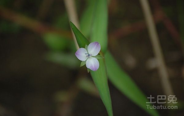 水竹葉