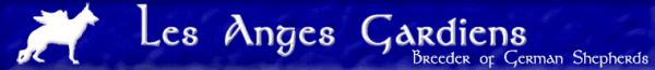 Breeder of German Shepherds - Les Anges Gardiens
