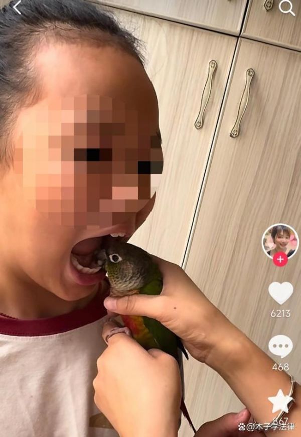 医生谈鹦鹉为孩子拔牙 或感染鹦鹉热