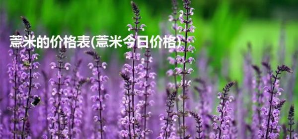 薏米的价格表(薏米今日价格)