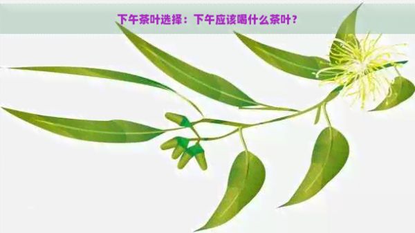 下午茶叶选择：下午应该喝什么茶叶？