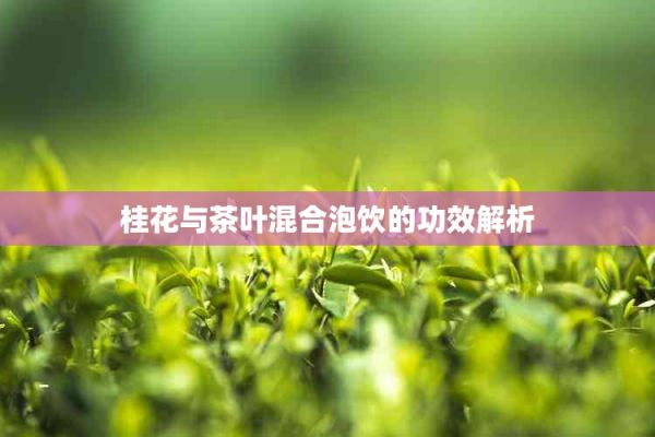 桂花與茶葉混合泡飲的功效解析