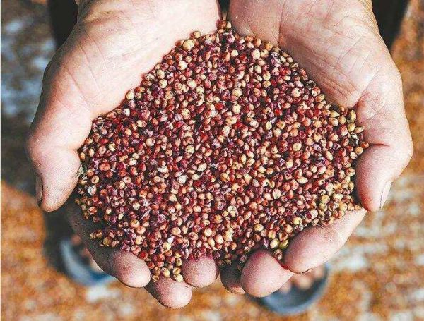大米、玉米、高粱哪种粮食酿的酒更好喝？