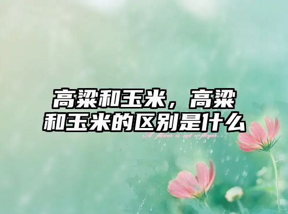 高粱和玉米，高粱和玉米的区别是什么
