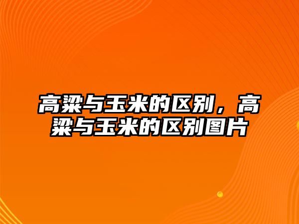 高粱与玉米的区别，高粱与玉米的区别图片