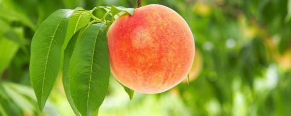 18水蜜桃大黄瓜营养价值如何 水蜜桃大黄瓜如何正确食用 18水蜜桃大黄瓜的营养价值