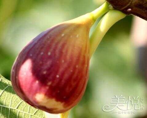 保肝解毒：無花果